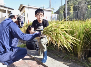 大学生に教わりながら稲刈りに挑戦する児童＝神戸市西区井吹台東町５、井吹東小学校