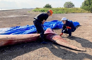 クジラの死骸の体長を測る日本鯨類研究所の職員＝３日、神戸沖の埋め立て処分場（神戸市提供）