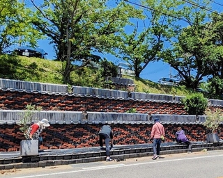 津井コミュニティクラブが整備した「３段瓦花壇」＝南あわじ市（兵庫県提供）