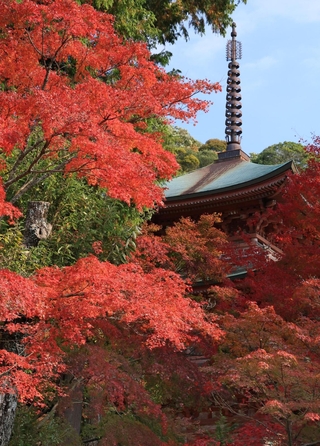 国重要文化財の三重塔を囲むように色づいたモミジ＝２２日午前、神戸市北区淡河町神影、石峯寺