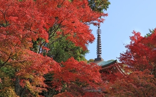 国重要文化財の三重塔を囲むように色づいたモミジ＝２２日午前、神戸市北区淡河町神影、石峯寺