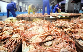 競りに並んだセコガニ。例年より安値が付いている＝18日午前、香住漁港西港