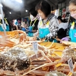 初競りに合わせて水揚げされた松葉ガニ＝６日午前、兵庫県新温泉町芦屋、浜坂漁港