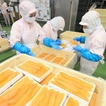黒皮などを手作業で丁寧に取り除いてからパック詰めされる数の子＝兵庫県西宮市鳴尾浜３