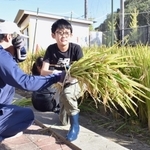 大学生に教わりながら稲刈りに挑戦する児童＝神戸市西区井吹台東町５、井吹東小学校