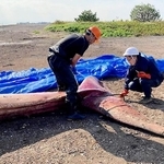 クジラの死骸の体長を測る日本鯨類研究所の職員＝３日、神戸沖の埋め立て処分場（神戸市提供）