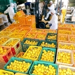 集荷場を埋め尽くすように並ぶユズ＝姫路市安富町長野