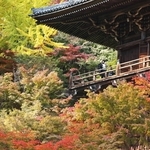色づき始めたモミジやイチョウに包まれる書写山円教寺の摩尼殿＝姫路市書写