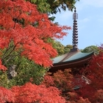国重要文化財の三重塔を囲むように色づいたモミジ＝２２日午前、神戸市北区淡河町神影、石峯寺