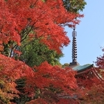 国重要文化財の三重塔を囲むように色づいたモミジ＝２２日午前、神戸市北区淡河町神影、石峯寺