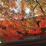 国重要文化財の三重塔を囲むように色づいたモミジ＝２２日午前、神戸市北区淡河町神影、石峯寺