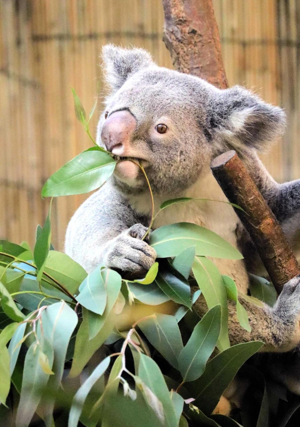 コアラの好物、王子動物園には「悩みの種」だった 餌にできない