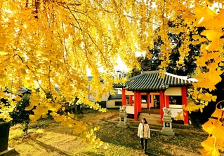 西日を浴びて境内で輝くイチョウ＝南あわじ市広田広田、八坂神社（撮影・大田将之）