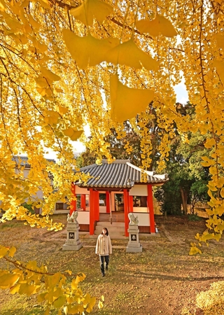 西日を浴びて輝くイチョウ＝南あわじ市広田、八坂神社
