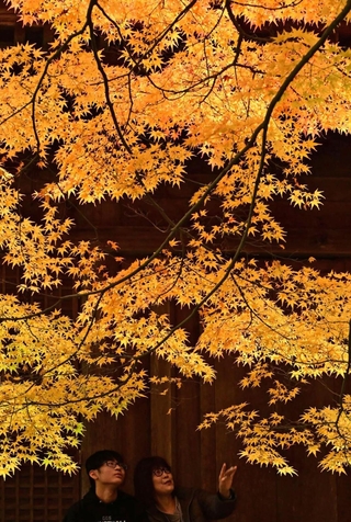 境内を彩る紅葉＝南あわじ市八木馬回、成相寺