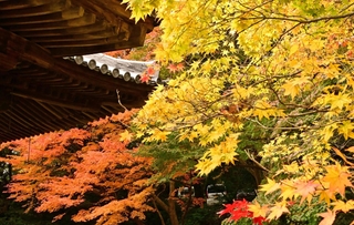 境内を彩る紅葉＝南あわじ市八木馬回、成相寺