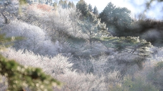 木々がうっすらと雪化粧した六甲山上＝１４日午後、神戸市灘区六甲山町