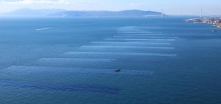 海に浮かぶ巨大な長方形のノリ棚＝神戸市の須磨・垂水沖