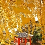 西日を浴びて輝くイチョウ＝南あわじ市広田、八坂神社