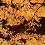 境内を彩る紅葉＝南あわじ市八木馬回、成相寺
