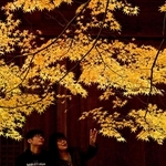 境内を彩る紅葉＝南あわじ市八木馬回、成相寺