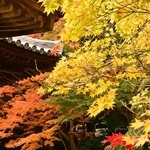 境内を彩る紅葉＝南あわじ市八木馬回、成相寺