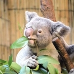 ユーカリの葉をほお張る王子動物園のコアラ＝神戸市灘区王子町３