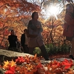 １１月末に紅葉の見頃を迎えた有馬・瑞宝寺公園。１２月に入っても好天が続き、観光客でにぎわう＝５日、神戸市北区有馬町