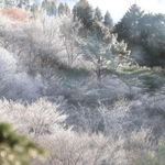 木々がうっすらと雪化粧した六甲山上＝１４日午後、神戸市灘区六甲山町