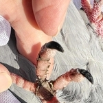 釣り糸が絡まったハトの足（中川俊史さん提供）