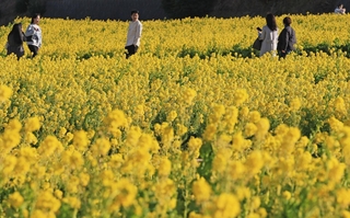 約２５万本の菜の花が植えられている「あわじ花さじき」＝淡路市楠本（撮影・笠原次郎）