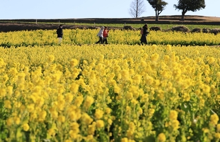 満開となった早咲きの菜の花＝淡路市楠本、あわじ花さじき（撮影・笠原次郎）