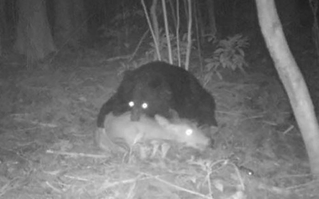 くくりわなにかかったシカに襲いかかり捕食するツキノワグマ（東京農工大提供）