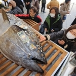さい銭を張り付けられる大マグロ＝８日午前、西宮市社家町、西宮神社