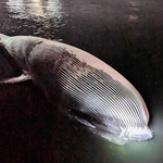 神戸市垂水区の瀬戸内海沖合で発見されたクジラの死骸（神戸市提供）