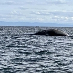神戸市垂水区周辺の沖合で見つかったクジラの死骸（読者提供）