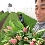 収穫された色とりどりのチューリップ＝神戸市北区淡河町（撮影・風斗雅博）