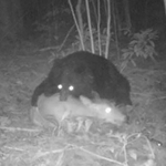 くくりわなにかかったシカに襲いかかり捕食するツキノワグマ（東京農工大提供）