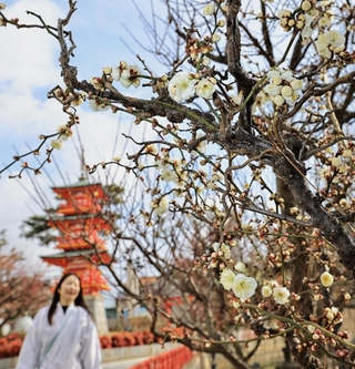 例年より１カ月遅れで咲き始めた早咲きの梅＝３日午前、神戸市須磨区天神町２、綱敷天満宮