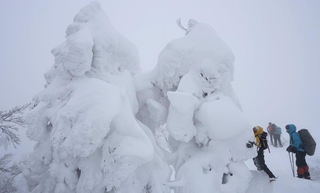 氷ノ山山頂に向かう尾根筋に姿を現した巨大な樹氷「モンスター」＝１１日午後、養父市