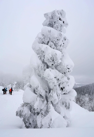 氷ノ山山頂に向かう尾根筋に姿を現した巨大な樹氷「モンスター」＝１１日午後、養父市