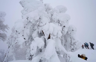 氷ノ山山頂に向かう尾根筋に姿を現した巨大な樹氷「モンスター」＝１１日午後、養父市