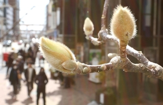 膨らみ始めたコブシの花芽＝２６日午後、神戸市中央区元町通１