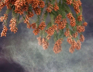 枝先に鈴なりの花から煙のように舞い立つスギ花粉（資料写真）