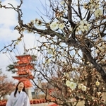 例年より１カ月遅れで咲き始めた早咲きの梅＝３日午前、神戸市須磨区天神町２、綱敷天満宮