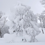 氷ノ山山頂に向かう尾根筋に姿を現した巨大な樹氷「モンスター」＝１１日午後、養父市