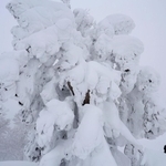 氷ノ山山頂に向かう尾根筋に姿を現した巨大な樹氷「モンスター」＝１１日午後、養父市