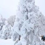 氷ノ山山頂に向かう尾根筋に姿を現した巨大な樹氷「モンスター」＝１１日午後、養父市