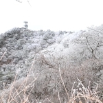 寒波による雪で真っ白になった六甲山最高峰付近＝19日午前、神戸市北区