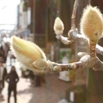 膨らみ始めたコブシの花芽＝２６日午後、神戸市中央区元町通１